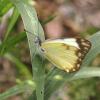Belenois creona